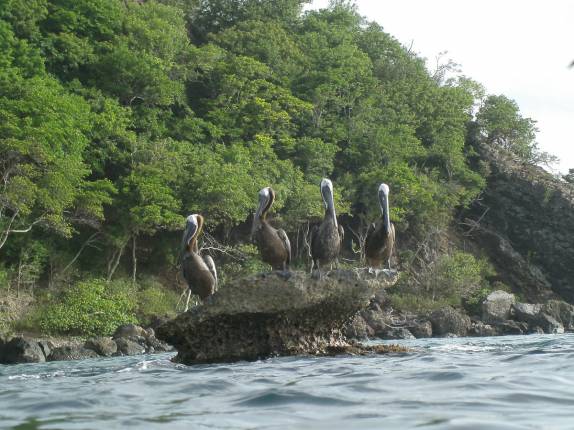 Pelicanos observam nosso snorkel e aguardam, pacientemente, sua hora de atacar o cardume de peixes (em Anse La Roche, praia de Carriacou, ilha ao norte de Granada)